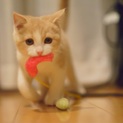 生後8ヶ月 超かわいい スコティッシュフォールド