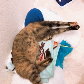 キジトラ×雑種MiX