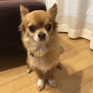 一身上の都合により里親募集させて頂きます。