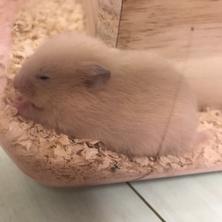 キンクマハムスター赤ちゃん 里親募集！！