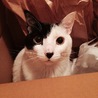 の写真