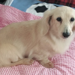 5月4日(祝)にイベントに参加！犬の譲渡会もします！ サムネイル2