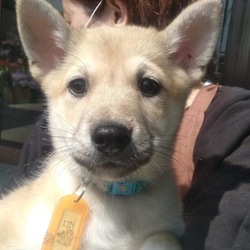 5月4日(祝)にイベントに参加！犬の譲渡会もします！ サムネイル3