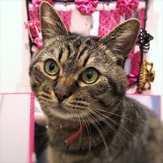 【緊急募集】キラ君