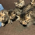 キジトラ2ヶ月の子猫ちゃん