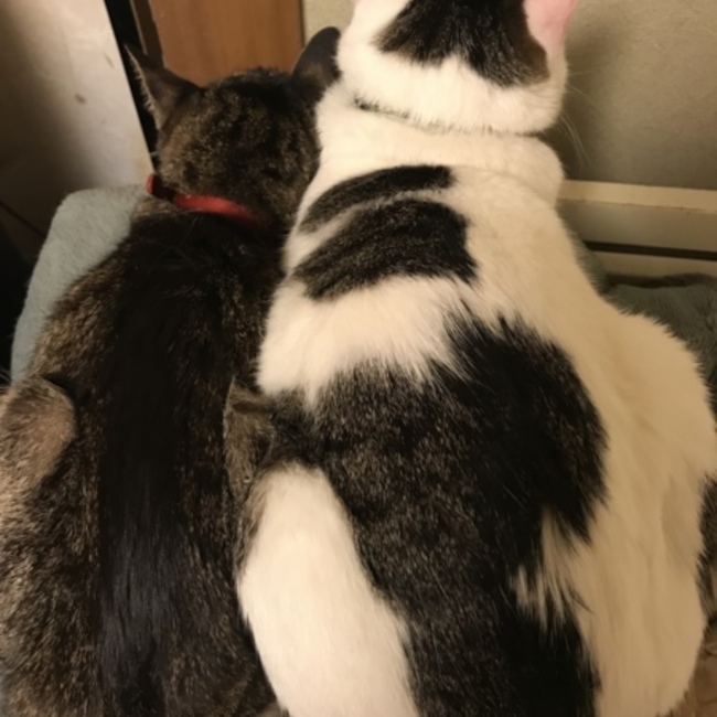 モヒャ子のカバー写真