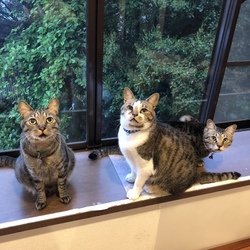 「首輪トレーニング」サムネイル1