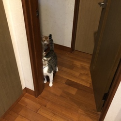 「首輪トレーニング」サムネイル2