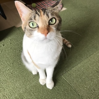里親募集