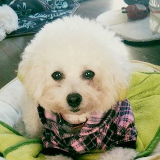 穏やかﾋﾞｼｮﾝﾌﾘｰｾﾞ♀和歌