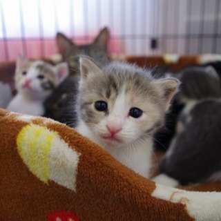 フワフワのパステル三毛の子猫さん