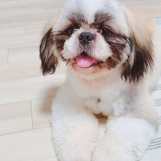 男の子、１才、シーズーとペキニーズのMixです