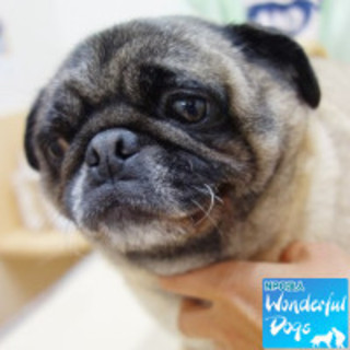 「ちゃんこ」パグ♀