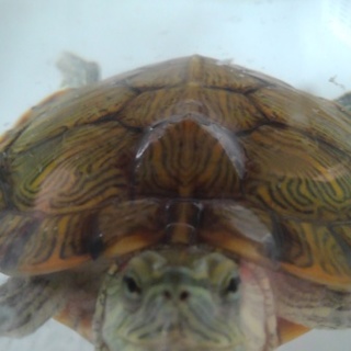 ミシシッピアカミミガメ