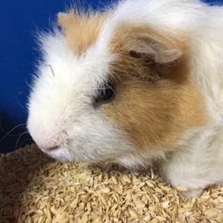 モルモットの里親募集