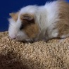 モルモットの里親募集 サムネイル2