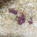 自宅でお世話をすることにしました(*^^*)