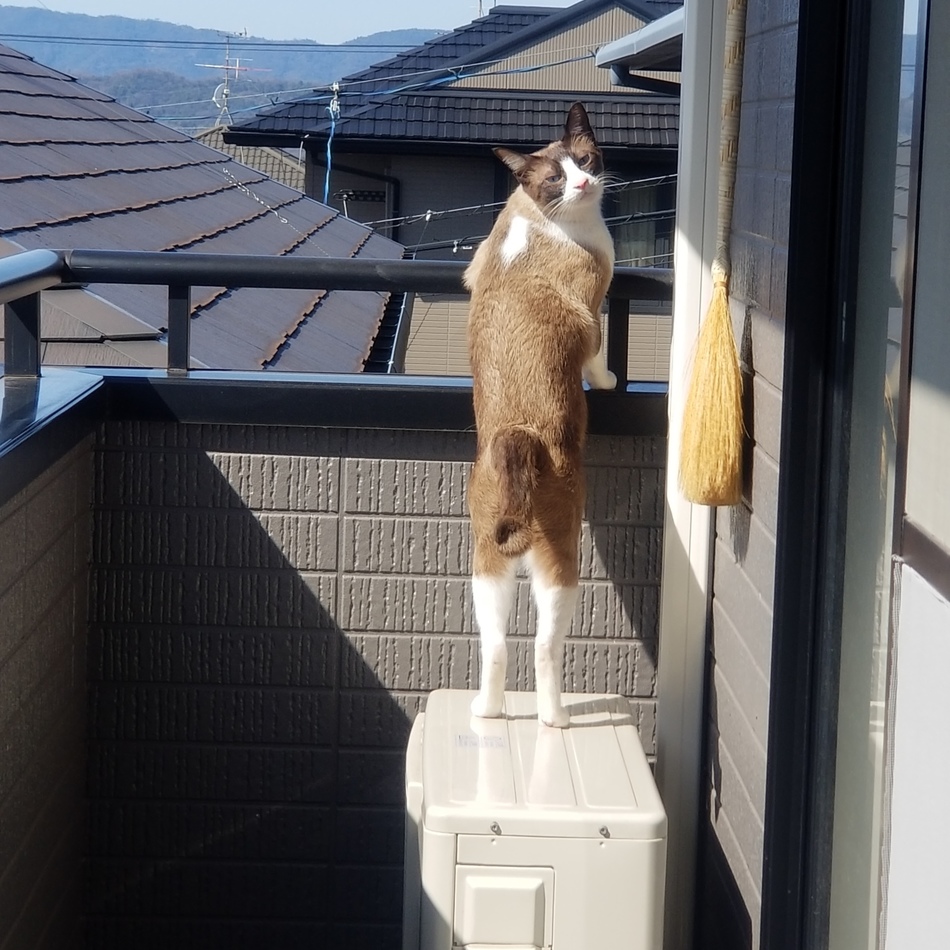 ミランのカバー写真