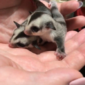 【募集止めます】フクロモモンガベビー♂♀双子ちゃん