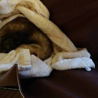 拾ったフェレットの募集