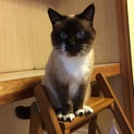 シャム猫里親募集