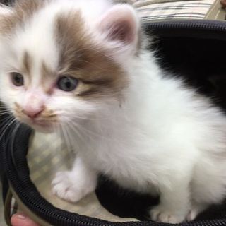 【募集一時停止中!】★生後１か月の長毛子猫★