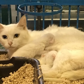 助けて下さい！保健所収容後 出産 親子猫