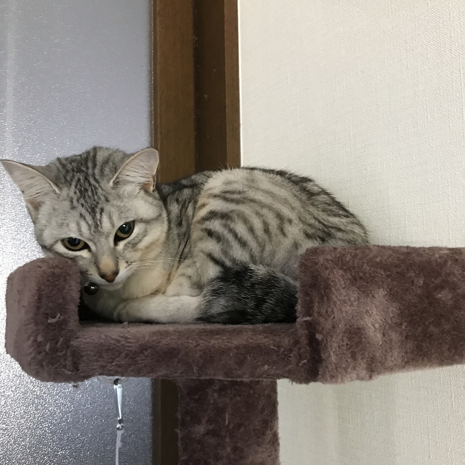 fuuのカバー写真