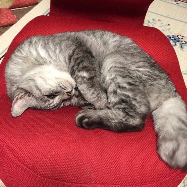 mew118のカバー写真