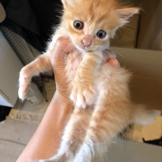 急募です！！！子猫二匹(一匹ずつでも大丈夫です！)