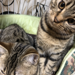 アメショとキジのMIXです！