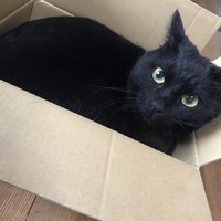 チビ
