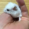 クリンりんりん