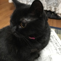 ジジ