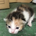 工場で生まれた三毛、ザバトラ、サバトラの3匹です
