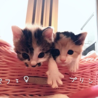 1か月 わんぱく5匹兄妹1/2