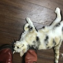 とても人懐っこい猫です。