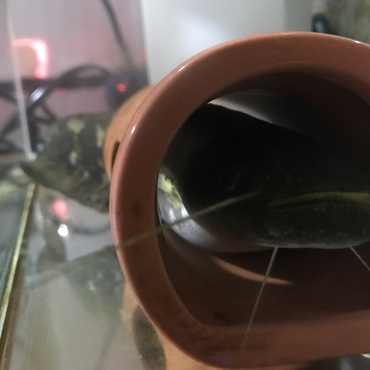 イワトコ鯰の写真