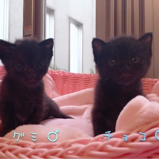 1か月 わんぱく5匹兄妹2/2