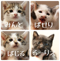 5/3からデビュー！ちびーず4兄妹！