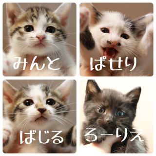 5/3からデビュー！ちびーず4兄妹！