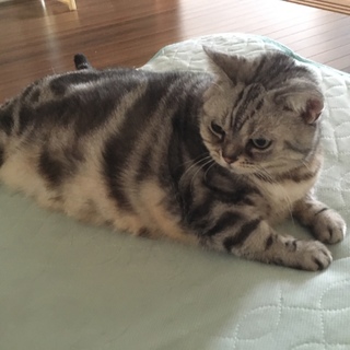 里親様決定しました ありがとうございます