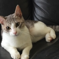 ゆり