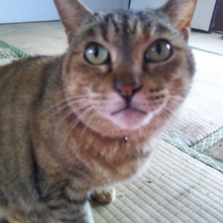 独りぼっちになった猫ちゃんの家族を募集しています！