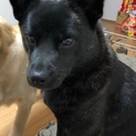 寂しがりやの甲斐犬♀