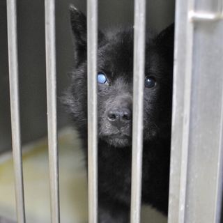 小さめ中型犬のライム君