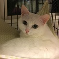 美猫白猫シロちゃん❤︎グリーンの瞳♀❤︎先住OK