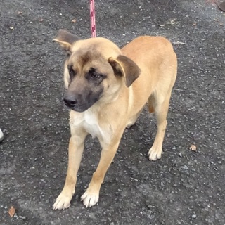 県外の団体に引き取られてまた家族を探すことに・・