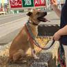 県外の団体に引き取られてまた家族を探すことに・・ サムネイル2