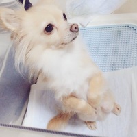 シェル